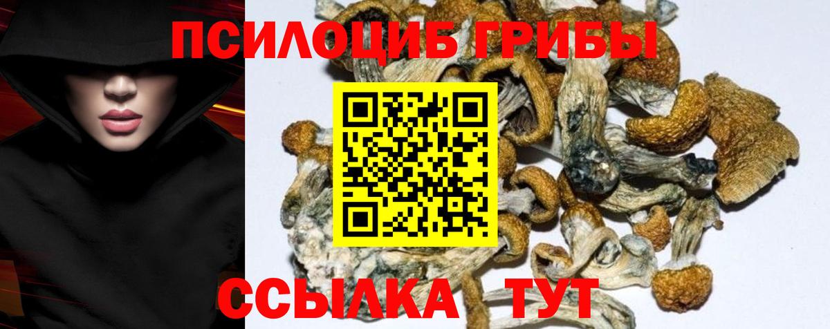 Псилоцибиновые грибы Cubensis Павлово